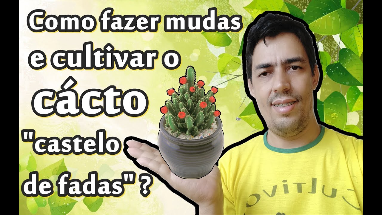 Como fazer mudas e cultivar o cacto castelo de fadas? - thptnganamst.edu.vn