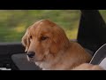 Squeak | Subaru Solterra EV Dog Tested TV Commercial :15