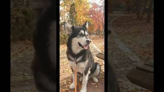 Still missing the Malamute Nari a lot #giantmalamute #mwd #말라뮤트나리