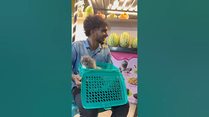 Video 11545941: persiancat persians, persiancat cat kitten pets, persian cat fun