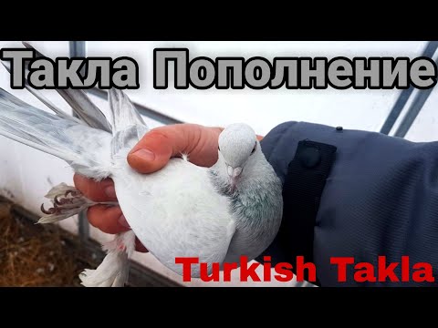 Video: Turskakala Pajaroog