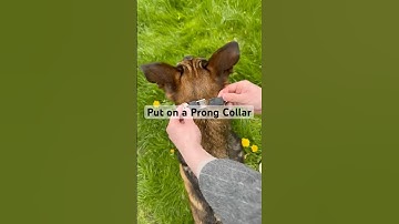 How To: Put on an prong collar with ClicLock