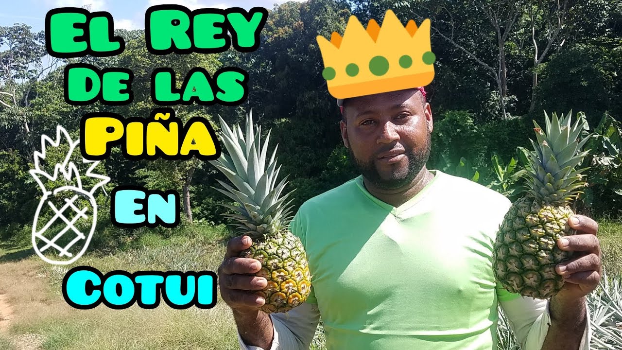 RAFAEL EL REY🤴 de las piñas🍍 en cotui nos muestra sus siembras de piña ...