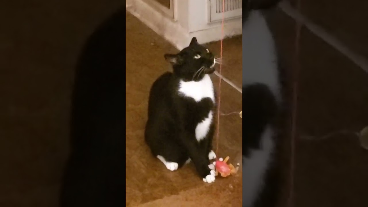 Cat chewing gum? YouTube