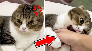 モノマネが下手すぎて猫に噛まれました…