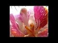Орхидея &quot;Мотылек и Птичка&quot; - фалинопсис   первое домашнее цветение!