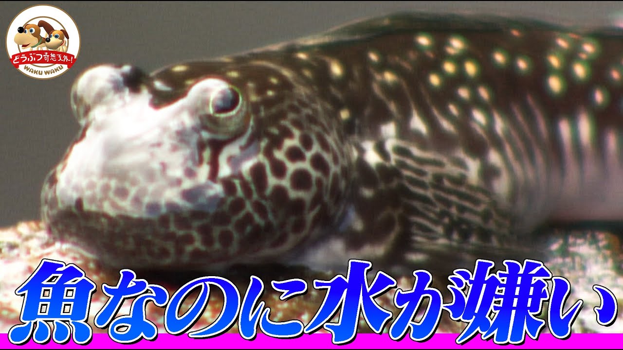魚なのに水が嫌い！陸で生活する不思議な魚・ヨダレカケの生態を解説！台風直撃で卵の運命は…【どうぶつ奇想天外／WAKUWAKU】