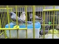 Jumbo #finches birds #kerala #one pair800#birds #semi adult#tvm