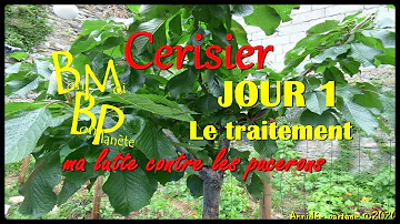 Comment se débarrasser des pucerons sur un cerisier ?