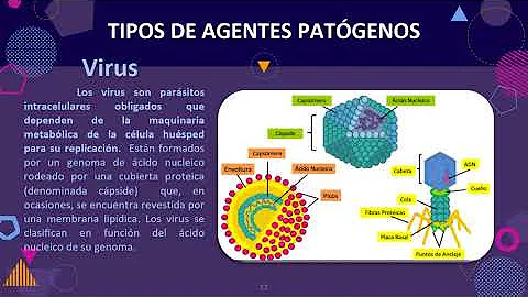 ¿Cuáles son los 2 principales agentes patógenos?