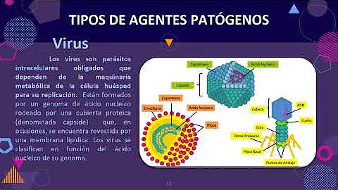 ¿Cuáles son los 8 tipos de agentes patógenos?