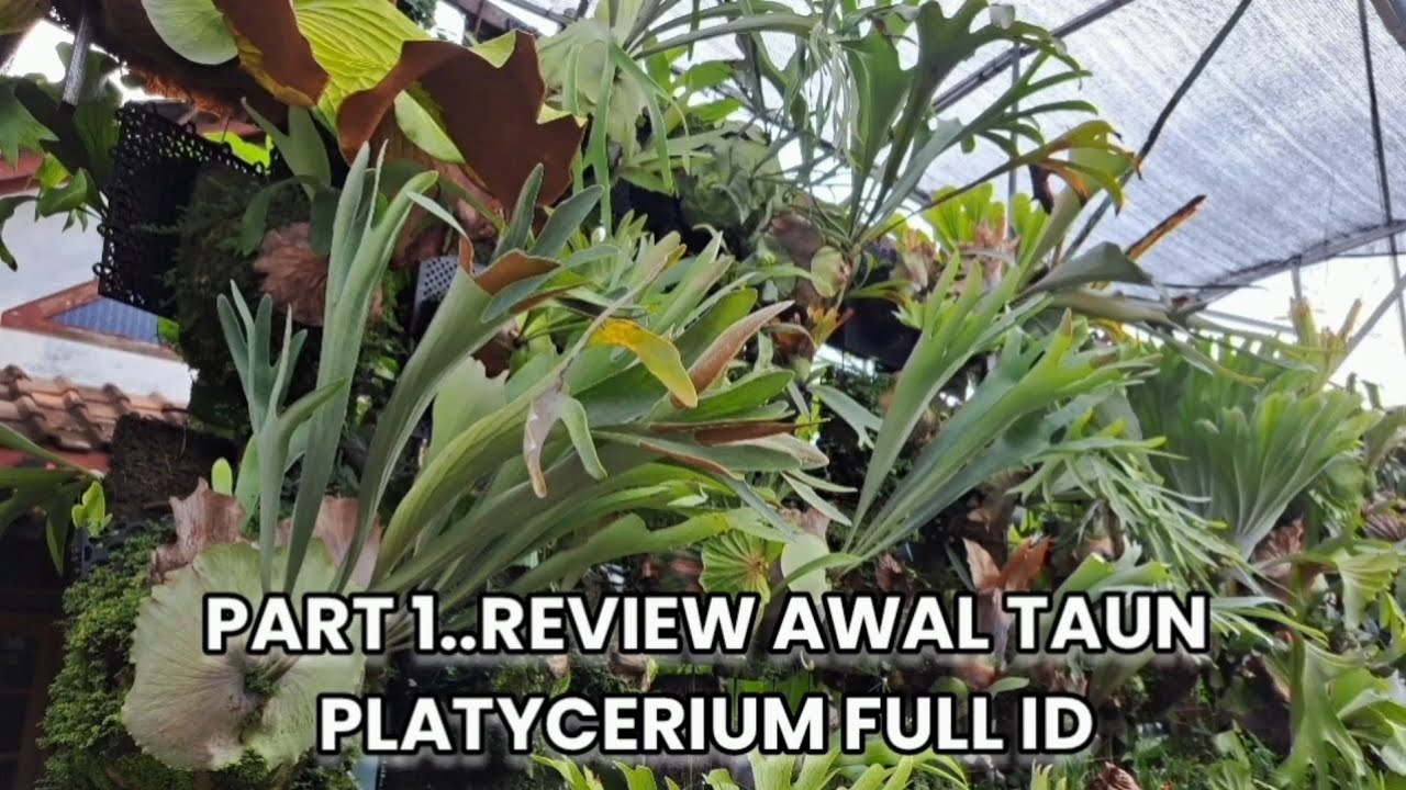 PART 1..REVIEW AWAL TAUN PLATYCERIUM FULL ID