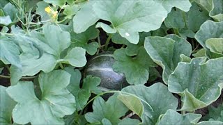 End of Summer Vegetable Garden and Homestead Update