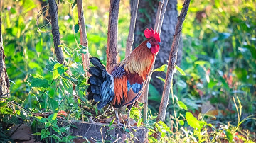 ไก่ป่าลูกผสม #ไก่ป่า