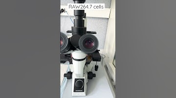 RAW264.7 cells #microscopes #microscop #microscope #cellculture #shorts #shortsyoutube #tiktokvideo