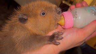 How to Bottle Feed a Baby Beaver