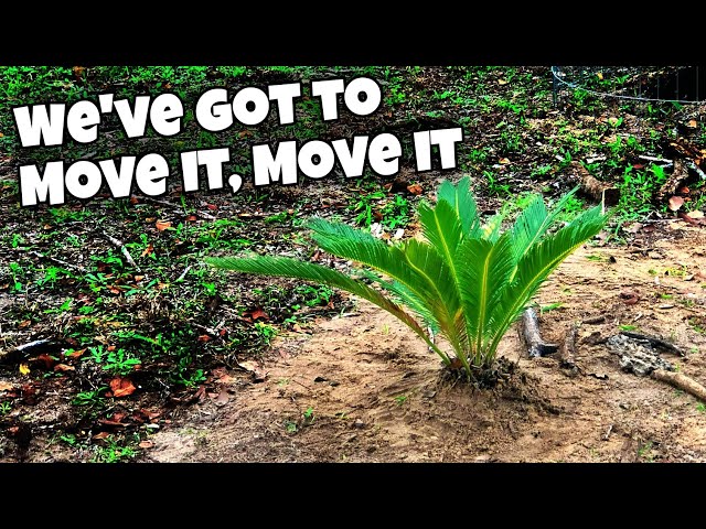 Transplanting & Relocating Little SAGO Palm #CycasRevoluta - YouTube
