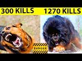 TOP 5 MOST DANGEROUS DOGS IN THE WORLD