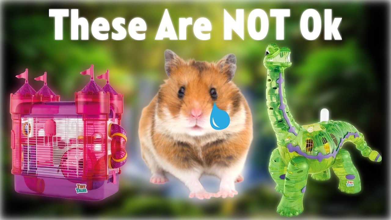 Why Are Hamsters So Mistreated? 