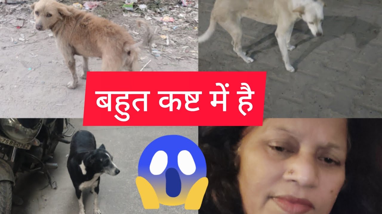 street Dogs Survive street-dogs-survive