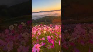 Cosmos flower Mao Manipur#shorts