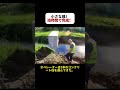 小さな橋! 短時間で完成! #橋建設 #重機作業 #新型技術 #土木工事 #驚きの施工