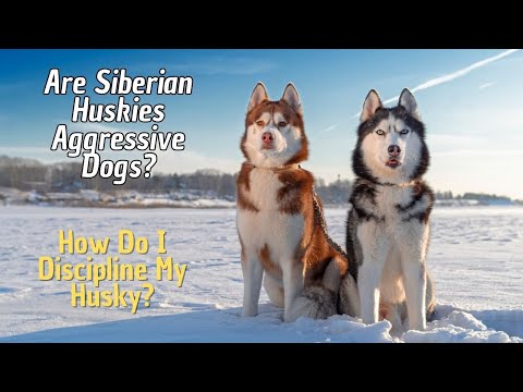Video: Waarom zijn Siberische husky's de beste honden?