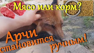 видео: Алиса лиса. Арчи приручился. Чем лучше кормить лисиц. картинка: Алиса лиса. Арчи приручился. Чем лучше кормить лисиц.