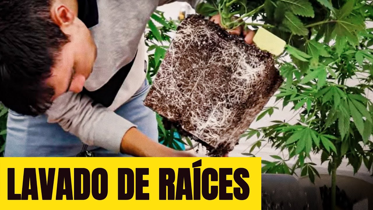 Cómo hacer Lavado de Raíces en Plantas de Marihuana