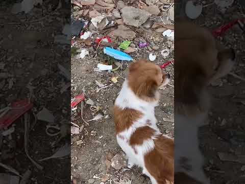 Video Bạn thường vứt khẩu trang ở đâu - youtube