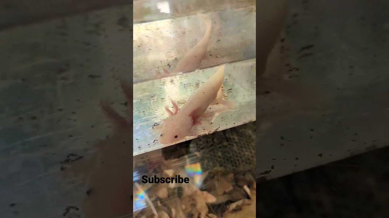 Axolotl :Peter Pan of salamanders