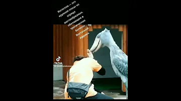 Китоглав