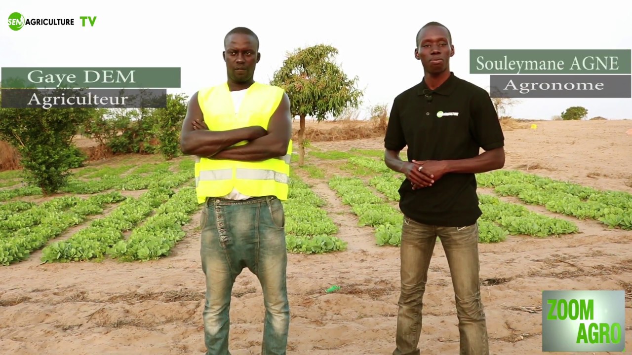 ZoomAgro n12 17/12/2017.