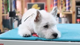 I thought spa meant more cookies | Baby Westie gets first big boy hair cut by Dognormous 868 views 3 years ago 15 minutes