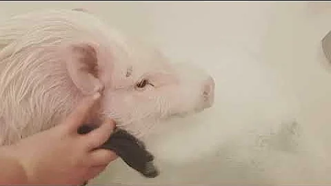 Kevin Bacon Pig 1st Bubblebath