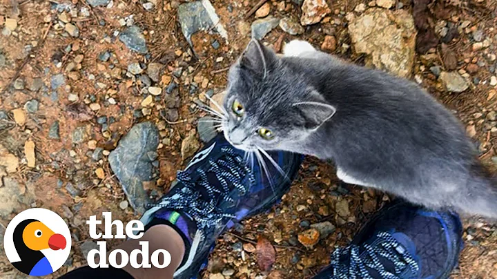 Lost Kitten Is SO HAPPY When She Finally Sees A Hiker Who Can Help | The Dodo