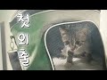 쿠키 어디 가 쿠키 어디 가