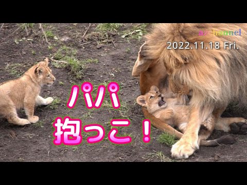 ライオン親子 ライオン親子公開5日目】再編集：「おだんご三姉妹」パパの