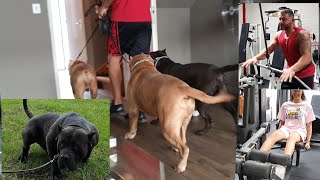 A day in my life with my big dogs. My morning ritual