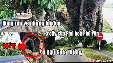 Ám Ngữ Giữa Đường Một Cách kỳ Lạ Chuyện Rùng Rợn 3 Cây sộp Phú Hoà Phú Yên