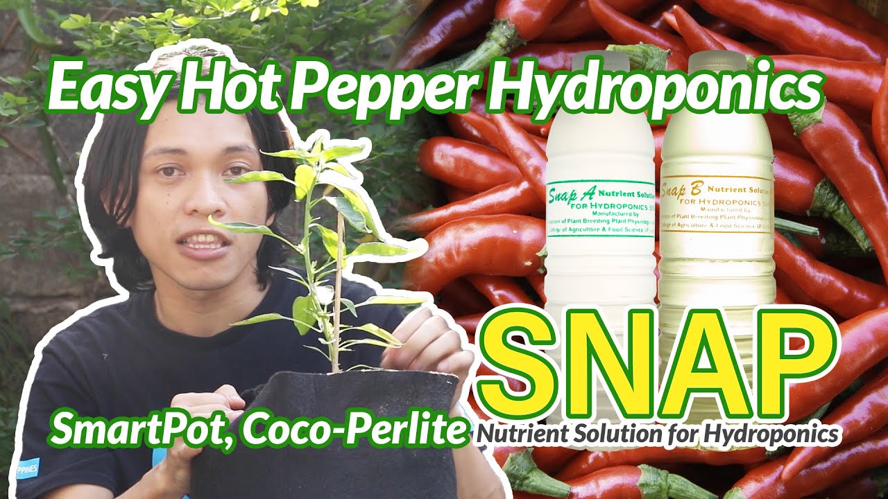 Easy Hot Pepper Hydroponics with Coco-Perlite and SNAP Hydroponics