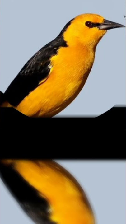 canto de tordo amarillo...