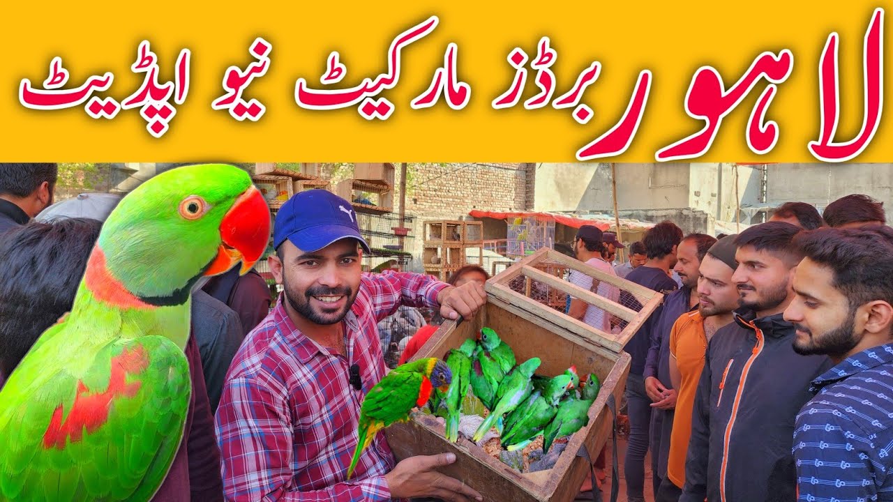 Lahore sunday birds market New update price 1-3-2026 #lahorientertainmentchannel #birds #parrot
