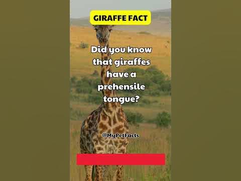 Patch 3.3.4 New Feature: Giraffe Build 🦒 #giraffe #facts #animalfacts #