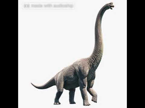 Video: Sauropodlar səs maneəsini qıra bilərmi?