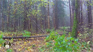 Легкий и грустный дождь в осеннем лесу 🌧️🍂 Звуки природы для сна или учёбы