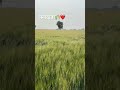 #kheti #gehu #farmer #viral #youtube #video #villagelife #mehnat #indian #kshipra #indore #india