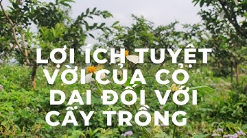 Lợi ích Tuyệt vời của Cỏ dại Đối với cây trồng -KHOA ĐINH Vlog