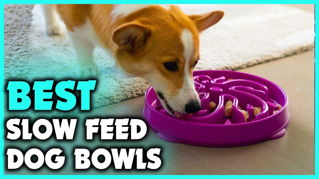 5 Best Slow Feed Dog Bowls Reviews