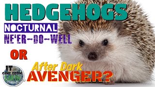 It Came From Earth: Hedgehogs